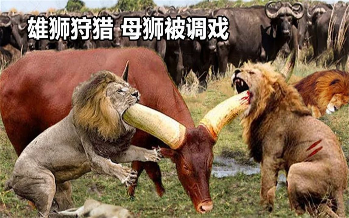 雄狮摔跤公牛，球队迎来一场胜利助推信心的简单介绍