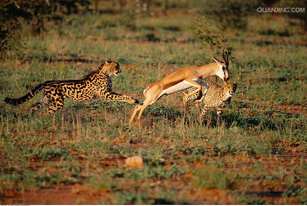 津巴布韦女足球员获得进球王头衔